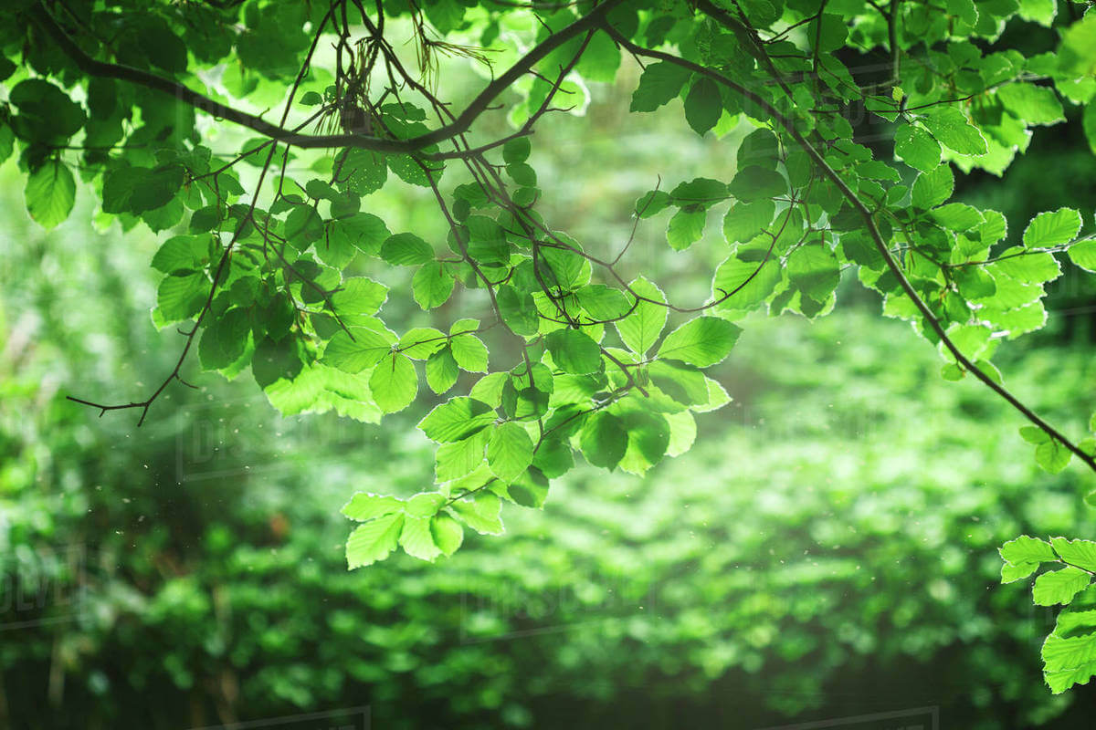 Mơ thấy rừng cây Tâm Linh Việt Nam