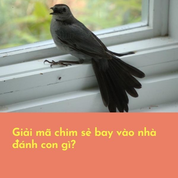 [Giải mã] Chim sẻ bay vào nhà có điềm gì? Hên hay xui?
