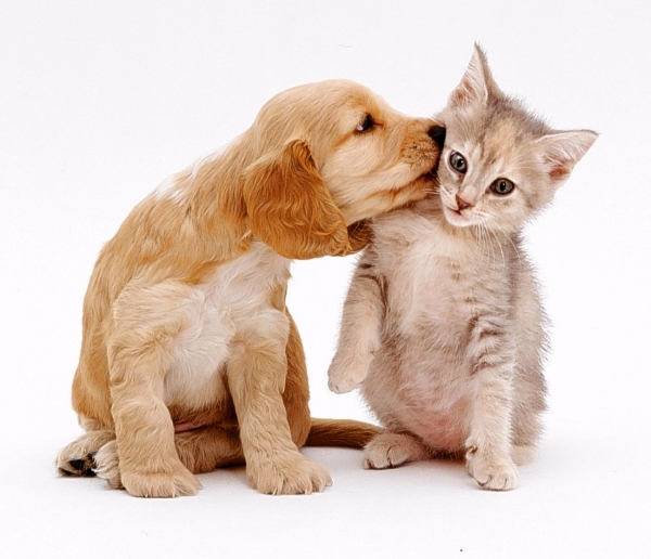 Chiêm bao thấy chó và mèo cắn lẫn nhau