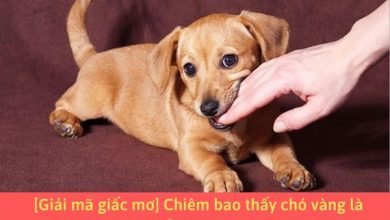 mơ thấy chó vàng