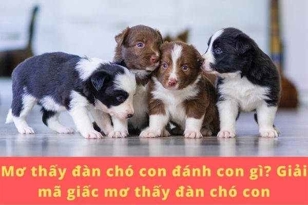 Mơ thấy đàn chó con