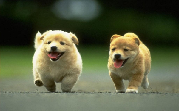 Mơ thấy hai con chó nên đánh đề số nào dễ trúng thưởng