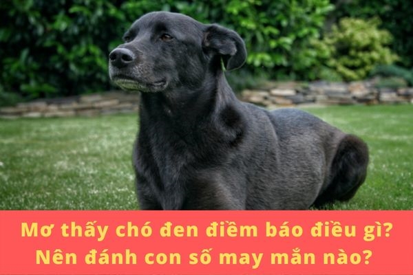 Mơ thấy chó đen