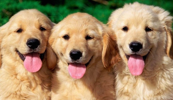 Nằm mộng thấy đàn chó lông màu vàng